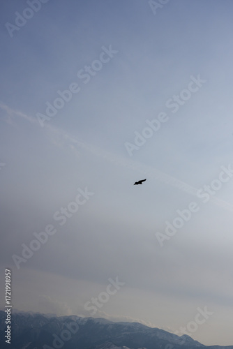 eagle flying over the mountains