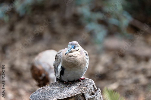 Mourning Dove Perched on Desert Stump