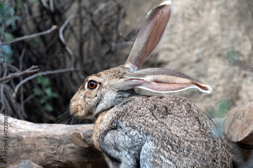 Profile of a Black-tailed jackrabbit