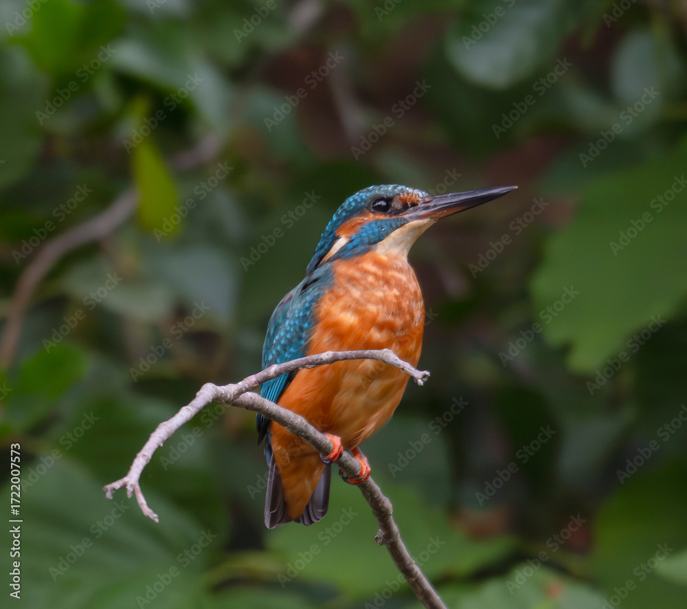 Fototapeta premium kingfisher, birds, fauna, nature, animals, water, trees, landscape, wildlife, blue, wild, colorful, roller, bee-eater, green, bee, branch, color, beak, eater, birds, tree, fauna, orange, feathers, col