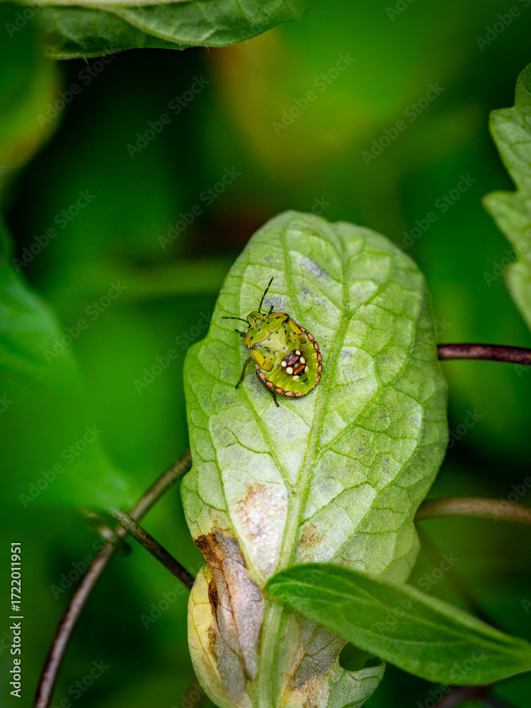 Fototapeta premium Grüne Reiswanze