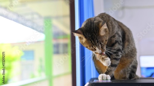 Tidy Cat's Grooming Ritual: A domestic cat, displaying meticulous grooming habits, delicately cleans its paw with focused attention near the window, showcasing its inherent cleanliness.
