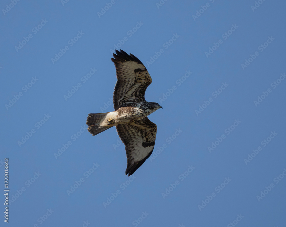 Fototapeta premium Birds, the forest hawk, predator, predators, nature, fauna, forest, sky, freedom, air,