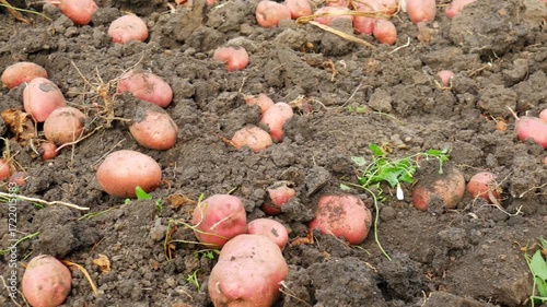 Freshly harvested potatoes lying on the ground with soil