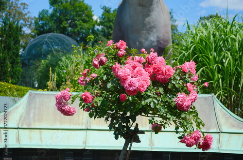 Beautiful pink rose flowers in the garden