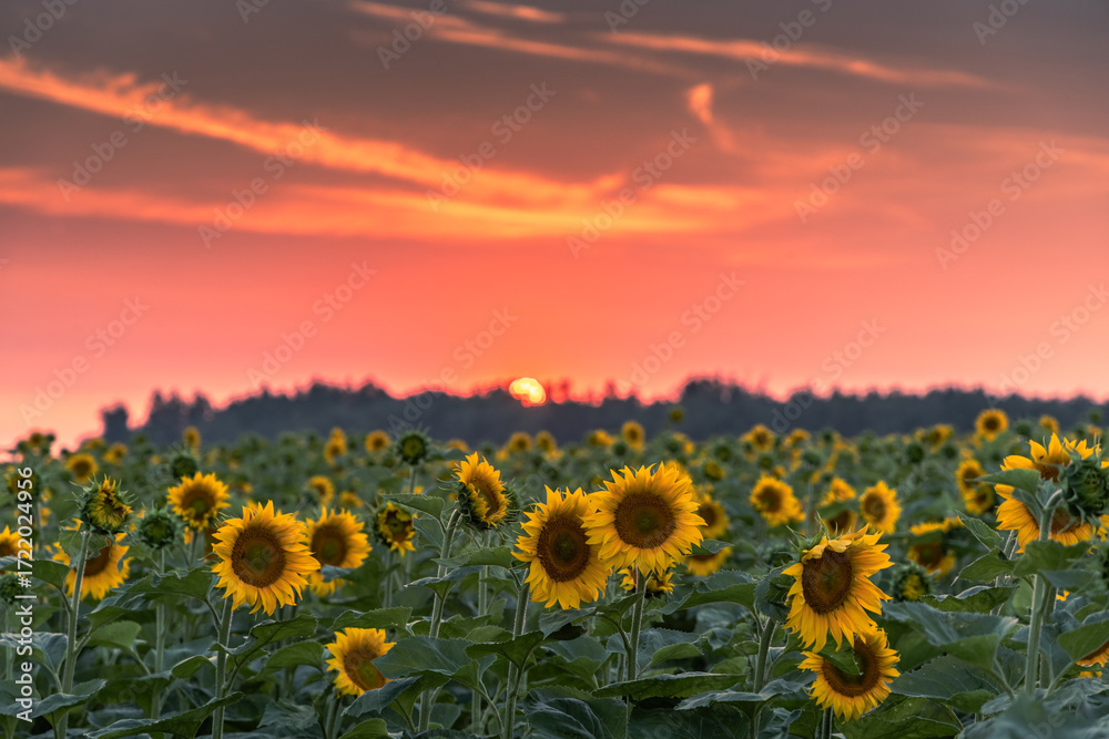 Fototapeta premium A vibrant sunflower field in full bloom at golden hour, showcasing bright yellow petals against a dramatic sunset sky. Perfect summer rural landscape with blooming sunflowers, countryside farmland, an