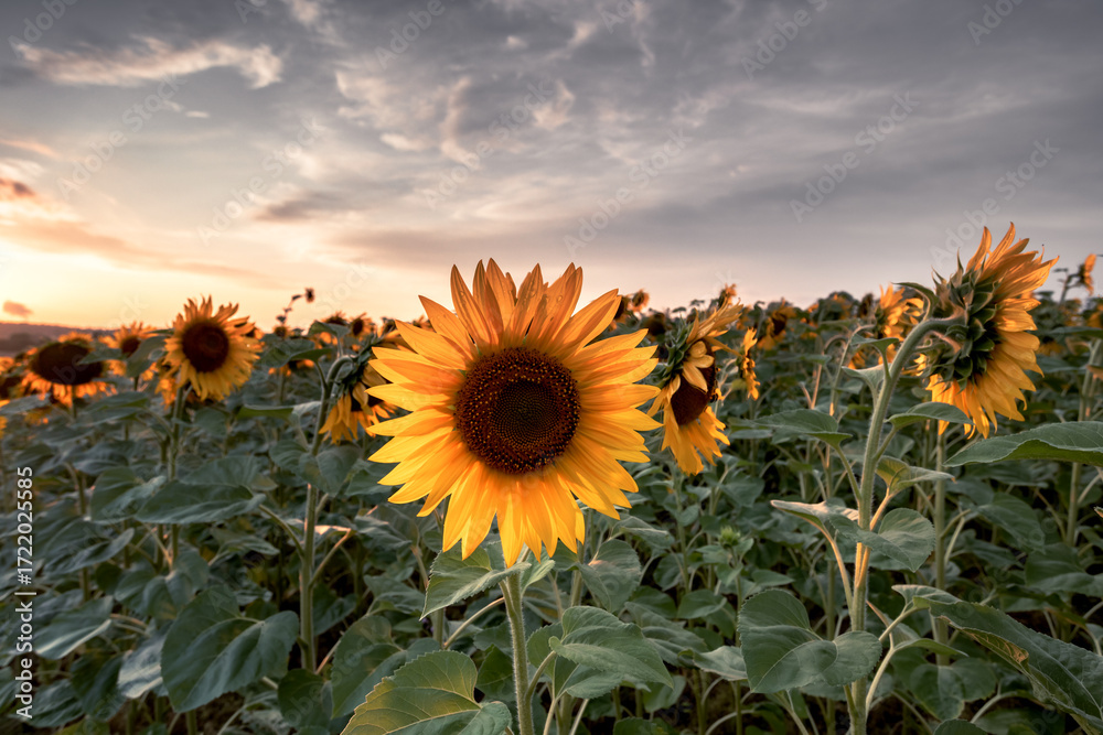 Obraz premium A vibrant sunflower field in full bloom at golden hour, showcasing bright yellow petals against a dramatic sunset sky. Perfect summer rural landscape with blooming sunflowers, countryside farmland, an