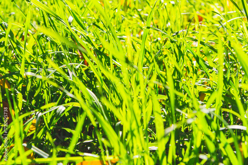 Bright green grass in sun. Green grass close-up. Sunny glade..