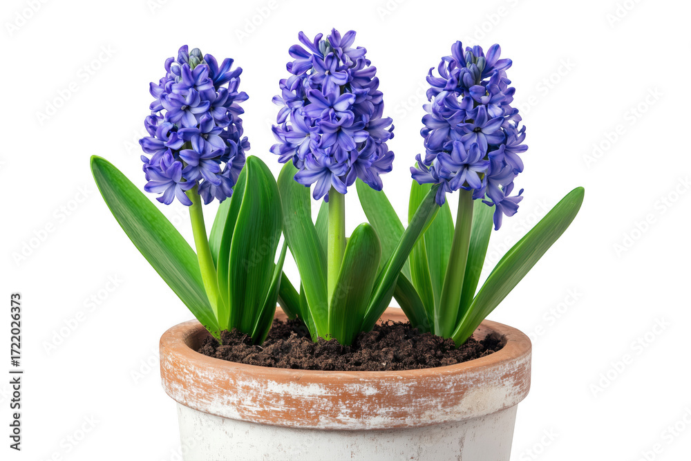 Fototapeta premium Stunning blue hyacinth flowers in a terracotta pot with lush green foliage against transparent background