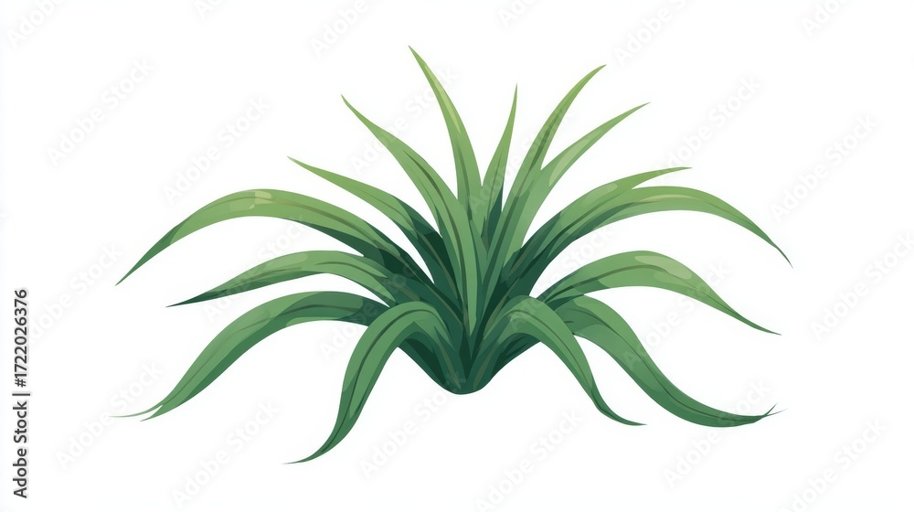 Obraz premium A vibrant green pandan plant with long, slender leaves fanning out from a central base.