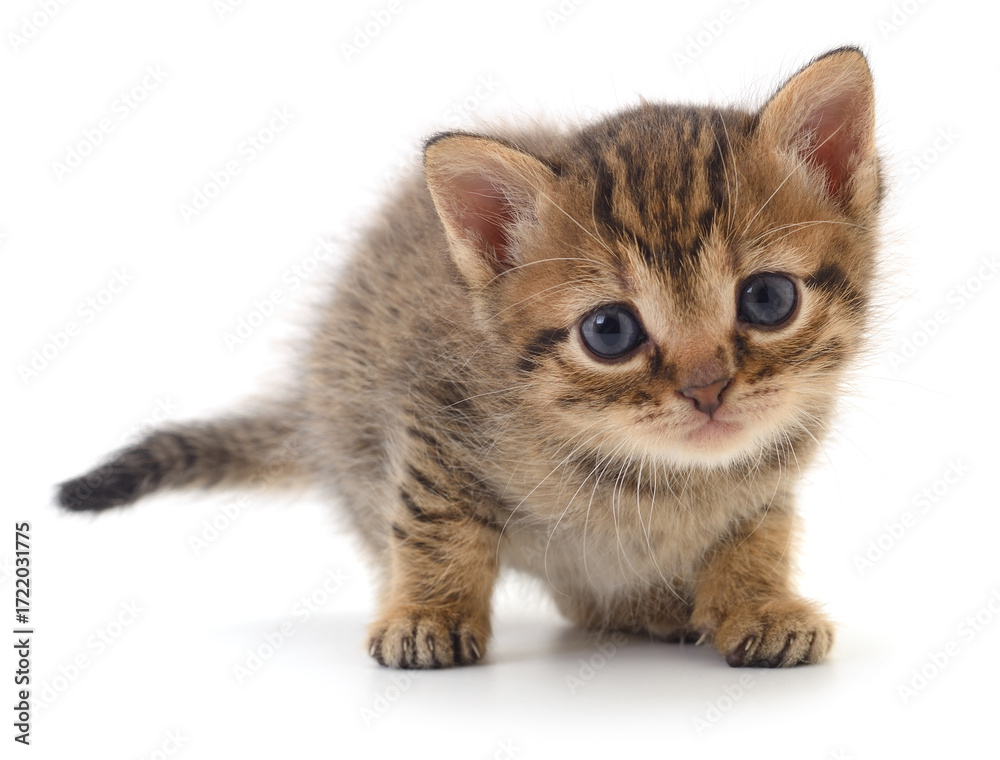 Obraz premium Cute tabby kitten walking isolated on white background