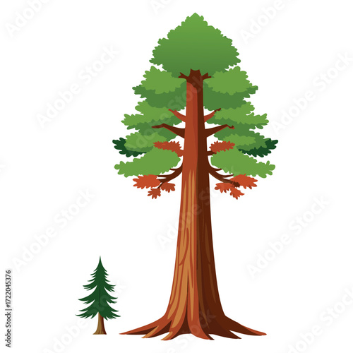 Detailed Redwood Tree Illustration on White Background