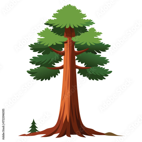 Tall Redwood Illustration Vector for Decoration
