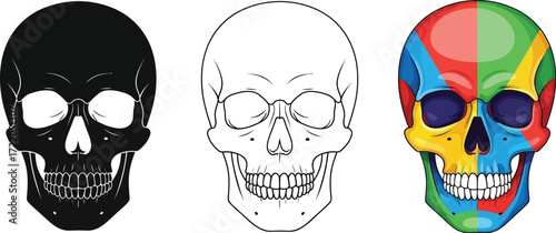 Three skull illustrations in black, outline, and color halloween, death, and anatomy concept vector illustration of a human skull