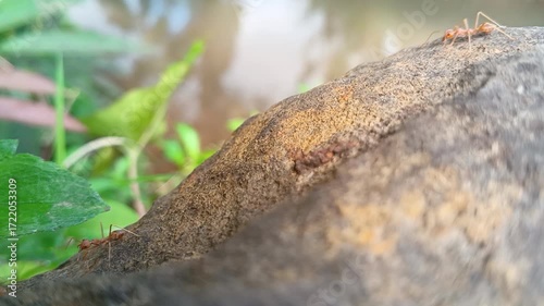 Ants on a Rock Near a Water Source