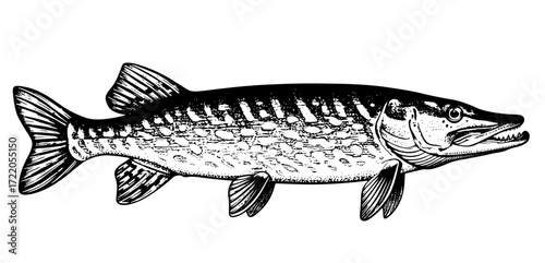 pike fish svg illustration vector line