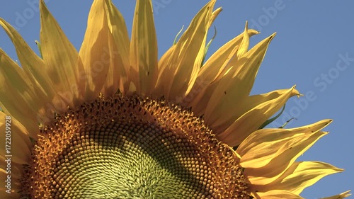 Close up Shooting with a Sunflower. Sunflowers Field, Agriculture Harvest, Agrarian Culture, Industry Crops Field
