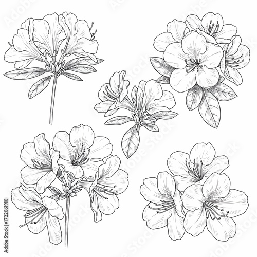 Elegant rhododendron flowers sketch brings a touch of nature and beauty to your designs, adding a delicate, timeless charm with its classic floral artwork