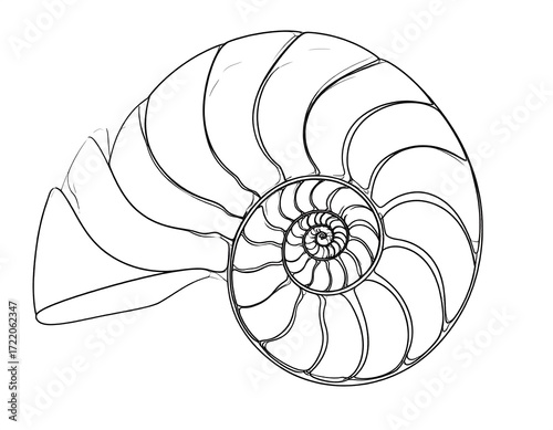 Simple nautilus shell sketch