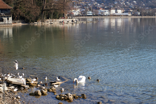 Quadro su tela Lago claro con orilla rocosa, cisnes y gaviotas reunidos cerca del agua en una escena tranquila junto a árboles y casas