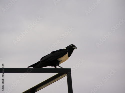 Foto Ave blanca y negra posada sobre una estructura metálica, recortada contra un cielo nublado