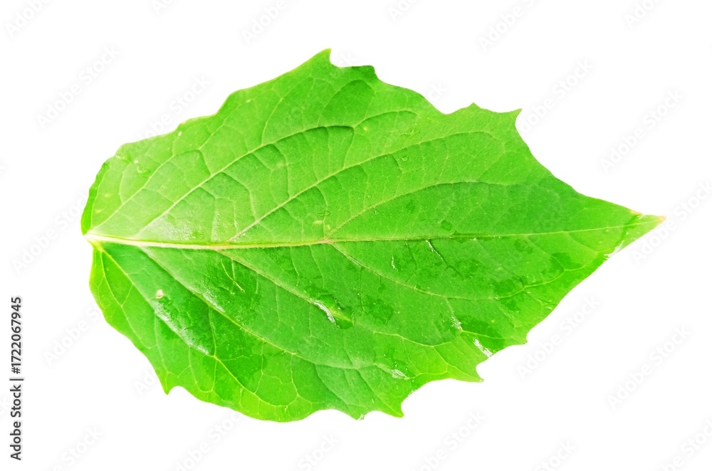Fototapeta premium Green leaf isolated on white background close up nature plant foliage