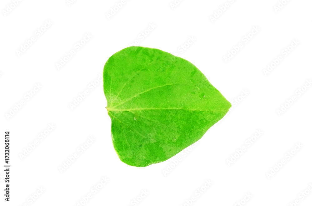 Obraz premium Green leaf isolated on white background close up nature plant foliage