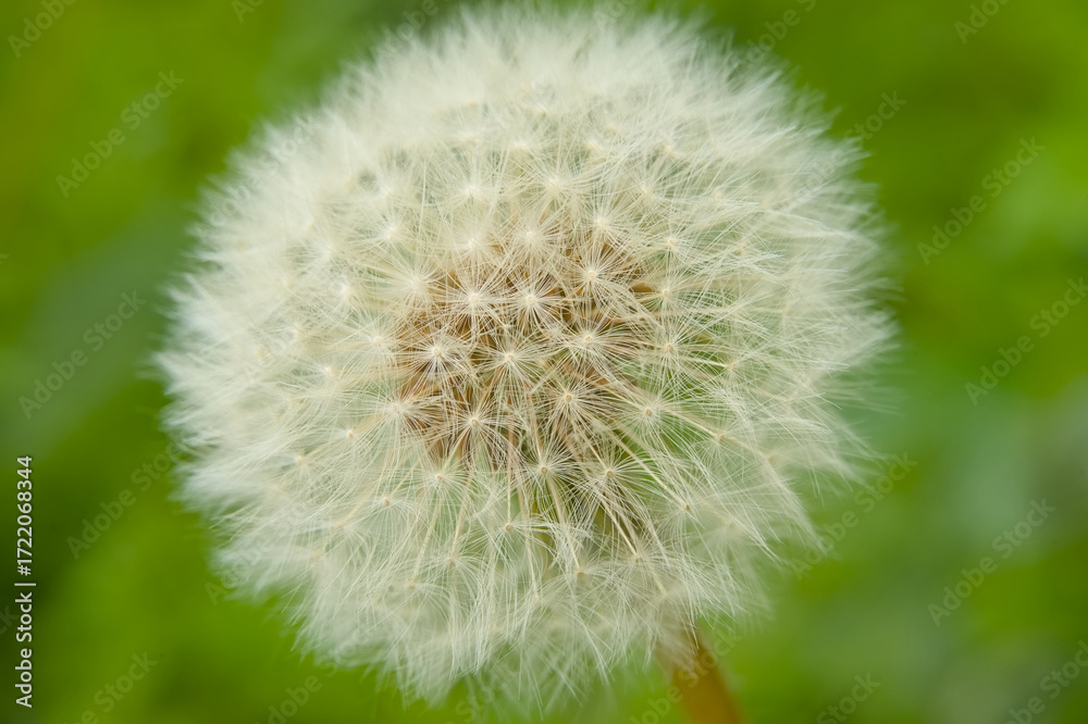 Fototapeta premium Macro of fluffy white seedhead of a dandelion, selective focus on a green bokeh background - Taraxacum 