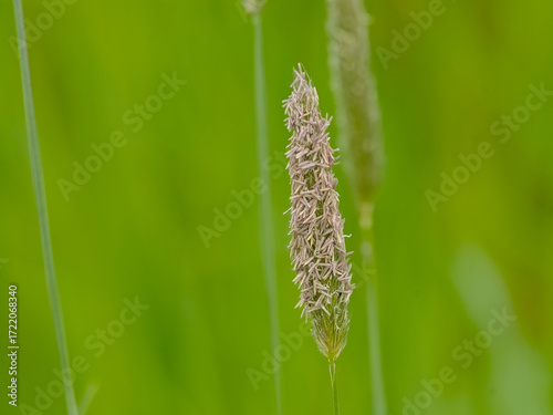 Flowering field meadow foxtail - Alopecurus pratensis