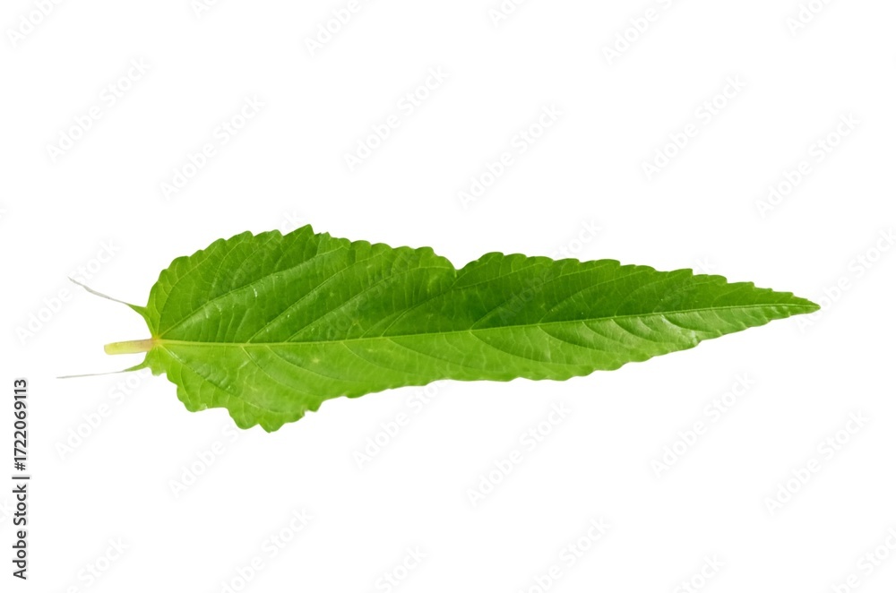 Fototapeta premium Green leaf isolated on white background close up nature plant foliage