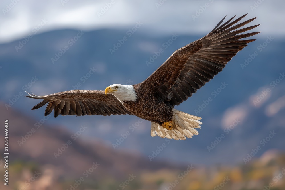 Obraz premium Bald eagle soars gracefully against the clear blue sky of Colorado, showcasing its majestic wingspan in the backdrop of mountain ranges