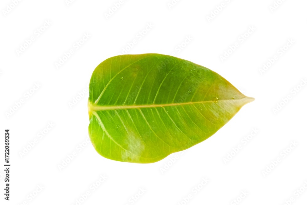 Obraz premium Green leaf isolated on white background close up nature plant foliage