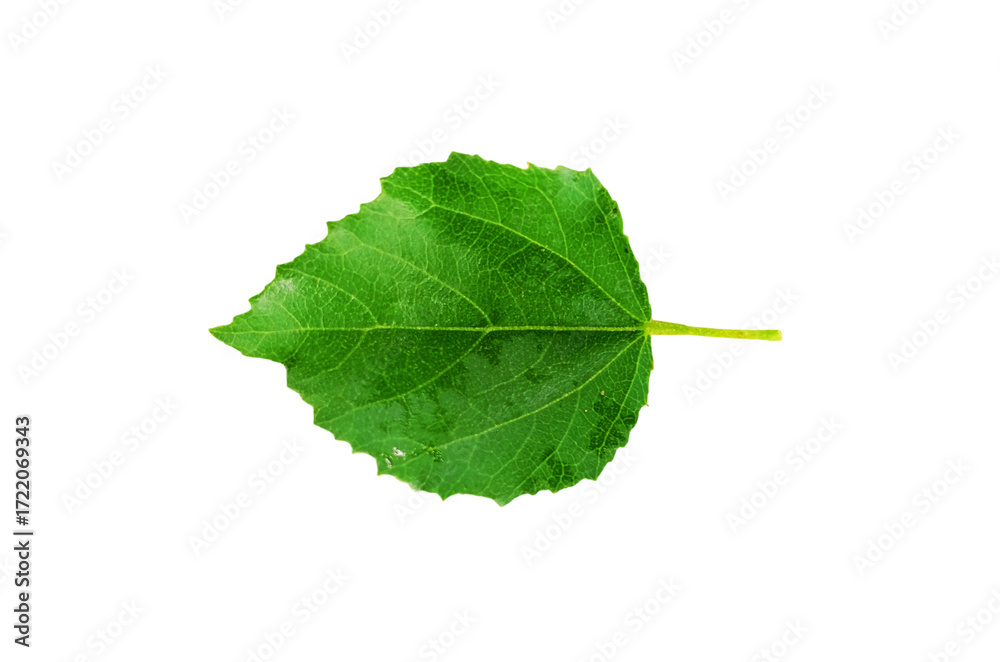 Fototapeta premium Green leaf isolated on white background close up nature plant foliage