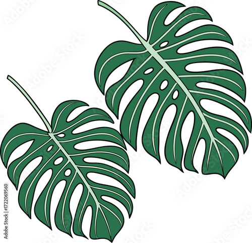 Vector art of two green monstera deliciosa leaves, tropical plant elements