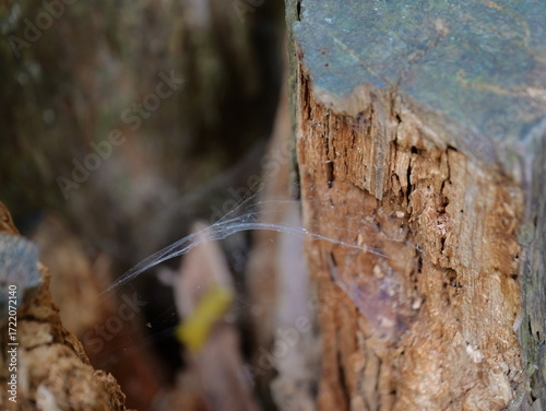 Delicate spider web in weathered tree stump in forest at daylight. Fragile, contrasting and symbolic. Copyspace