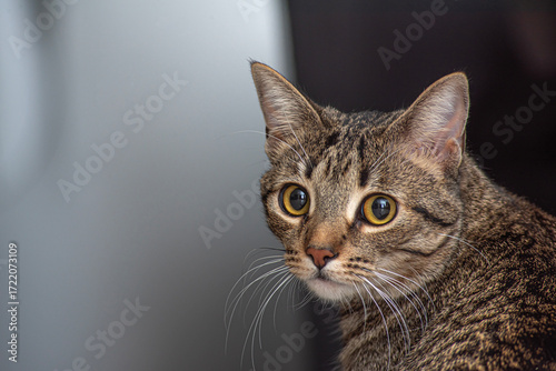 Mascotas: Gato girando la mirada a la camara, detrás de el. Horizontal.