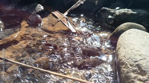Serene Stream: Nature's Gentle Flow