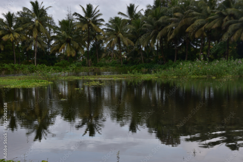 Obraz premium Coconut Trees Reflected in Pond with Water Hyacinth