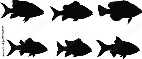 Set of freshwater fish silhouettes, black vector illustration of aquatic animals, isolated on white background for fishing, aquarium, marine design