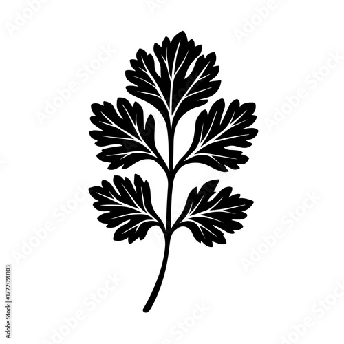 Minimalist Black and White Botanical Illustration of Dill or Fennel Sprigs with Radiating Flower Heads