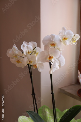 orchidea