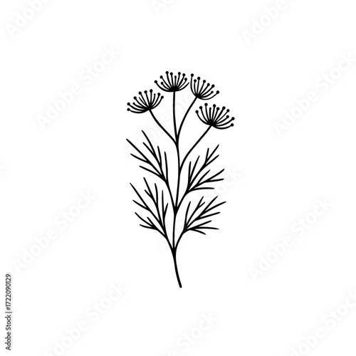 Minimalist Black and White Botanical Illustration of Dill or Fennel Sprigs with Radiating Flower Heads