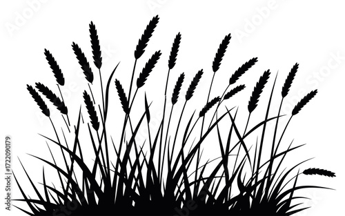 Silhouette of Prairie Grass Vector with Feathery Plumes and Tall Blades, Wild Meadow Illustration Perfect for Nature, Countryside, or Landscape Background and Design Elements