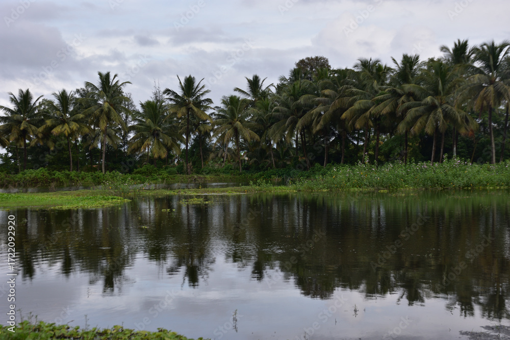 Obraz premium Coconut Trees Reflected in Pond with Water Hyacinth