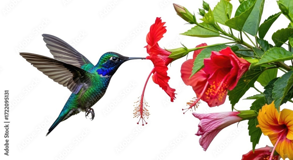 Obraz premium Hummingbird feeding on bright red hibiscus flower isolated on white background