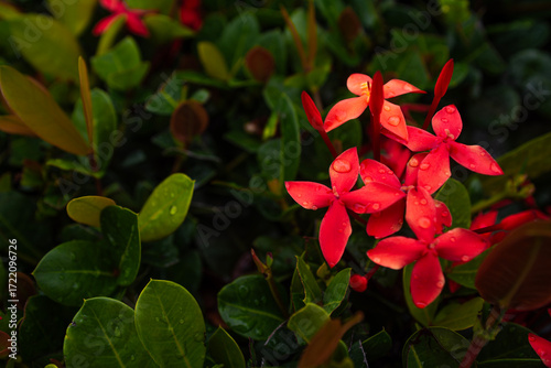 Naturaleza.Flores Rojas. con o¡hojas verdes al fondo.