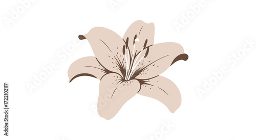 A delicate drawing of a single lily flower with subtle shading