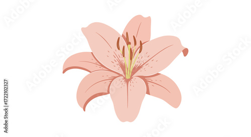 A single pink lily flower illustration simple and delicately presented