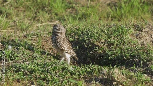 Burrowing owl standing alert near its nest in the grass