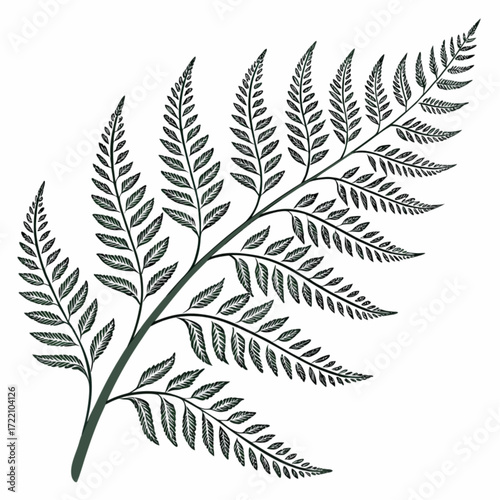Vintage-style botanical drawing of a single dark green fern frond with delicate textured leaflets.